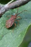 Gonocerus acuteangulatus