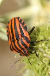 Graphosoma italicum