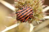 Graphosoma italicum