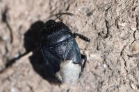 Cydnus aterrimus