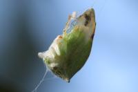 Stictocephala alta