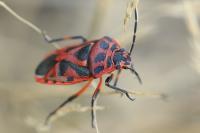 Eurydema ornata
