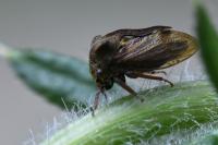 Centrotus cornutus
