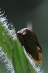 Centrotus cornutus