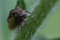 Centrotus cornutus