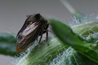 Centrotus cornutus