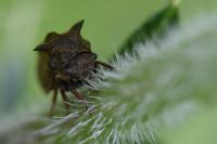 Centrotus cornutus