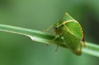 Stictocephala alta