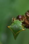 Stictocephala alta