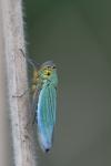 Cicadella viridis