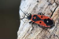 Melanocoryphus albomaculatus