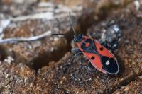 Melanocoryphus albomaculatus