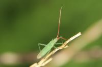 Trigonotylus ruficornis