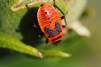 Pyrrhocoris apterus