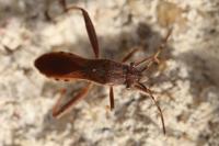 Camptopus lateralis
