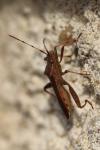 Camptopus lateralis