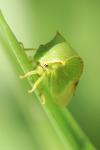 Stictocephala alta