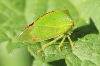 Stictocephala alta