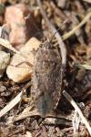 Emblethis denticollis