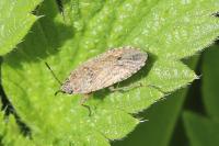 Emblethis denticollis