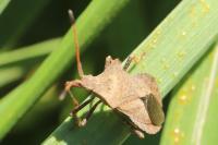Coreus marginatus