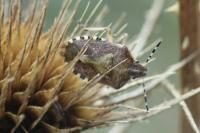 Dolycoris baccarum