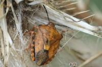 Carpocoris purpureipennis