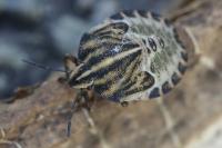 Graphosoma italicum