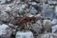 Himacerus mirmicoides