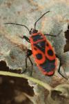 Pyrrhocoris apterus