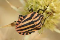 Graphosoma italicum