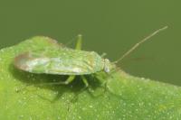 Orthotylus flavosparsus