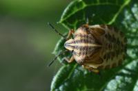 Graphosoma italicum