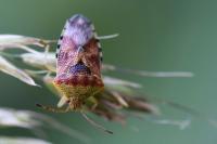 Elasmucha grisea