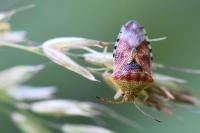 Elasmucha grisea