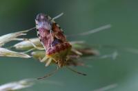 Elasmucha grisea