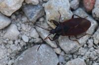 Gastrodes grossipes