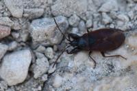 Gastrodes grossipes