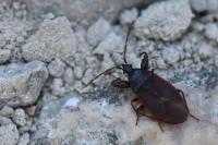 Gastrodes grossipes