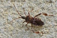 Leptoglossus occidentalis