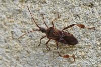 Leptoglossus occidentalis
