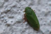 Tettigometra virescens