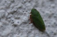 Tettigometra virescens