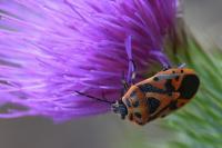 Eurydema ornata