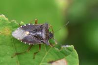 Pentatoma rufipes