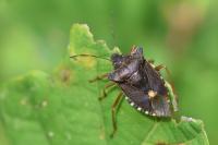 Pentatoma rufipes