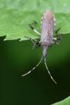 Dicranocephalus albipes