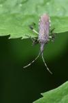 Dicranocephalus albipes