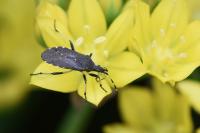 Dicranocephalus agilis