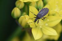 Dicranocephalus agilis